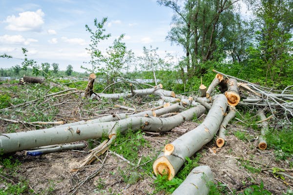 Logging and Deforestation